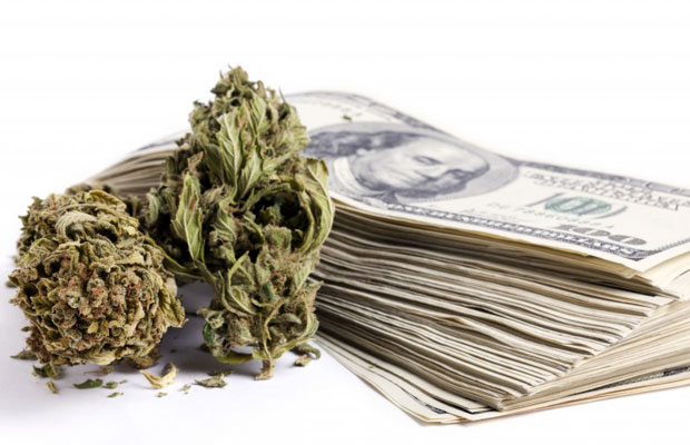 Marijuana buds next to stack of $100 bills