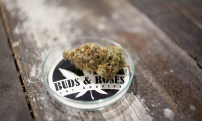 Photo of Veganic Tangie at Buds and Roses.