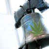 A pot leaf on the Liberty Bell marks the first steps Pennsylvania is taking towards legalizing medical marijuana.