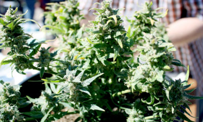 Marijuana plants on display at the California Heritage Market.