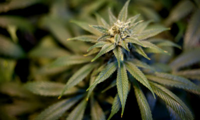 A beautiful marijuana plant at the Seattle dispensary Northwest Patient Resource Center.