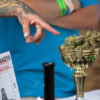 The golden Chalice Cup of 2014 is filled with buds of the winning strain.