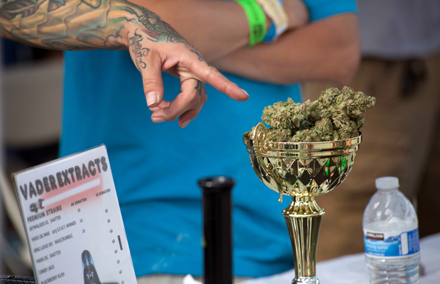 The golden Chalice Cup of 2014 is filled with buds of the winning strain.