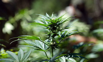 A cannabis plant grown outdoors in the sun