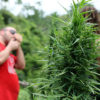 In background a man in red t-shirt tokes up in Colombia. In the foreground healthy cannabis plant.