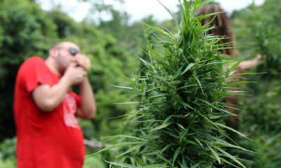 In background a man in red t-shirt tokes up in Colombia. In the foreground healthy cannabis plant.