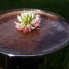 A glass is filled to the brim with a Big Bud Blueberrry infused beet juice, topped with a small flower.