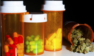Three pill bottles are filled with opioids often prescribed for pain management despite many overdoses/year. A 4th bottle contains a safer option, marijuana.