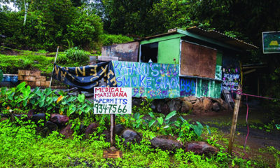 Small shack in Hawaii surrounded by thick green foliage and a hand made sign for MMJ cards