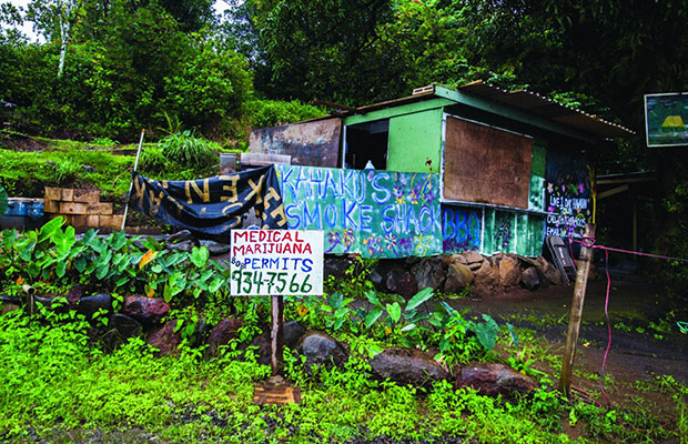 Small shack in Hawaii surrounded by thick green foliage and a hand made sign for MMJ cards