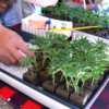 A customer selects a clone for sale at the first Farmer's Market in CO to allow the sale of marijuana plants, seeds, and clones.