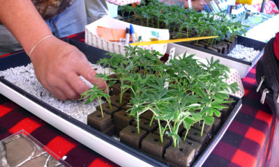 A customer selects a clone for sale at the first Farmer's Market in CO to allow the sale of marijuana plants, seeds, and clones.