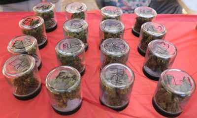 Jars hold submissions of sun grown cannabis at the Golden Tarp.