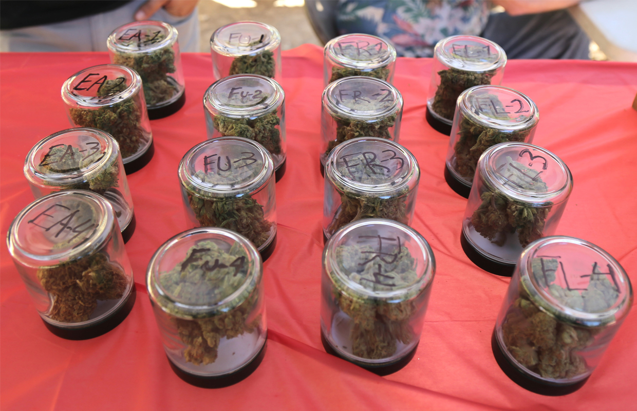 Jars hold submissions of sun grown cannabis at the Golden Tarp.