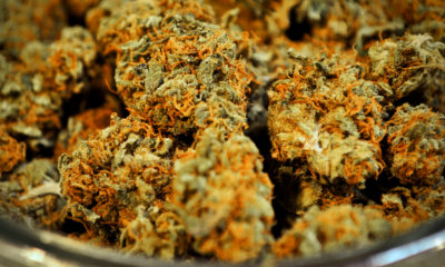Buds of the Harlequin strain in a jar at a dispensary in Arizona.