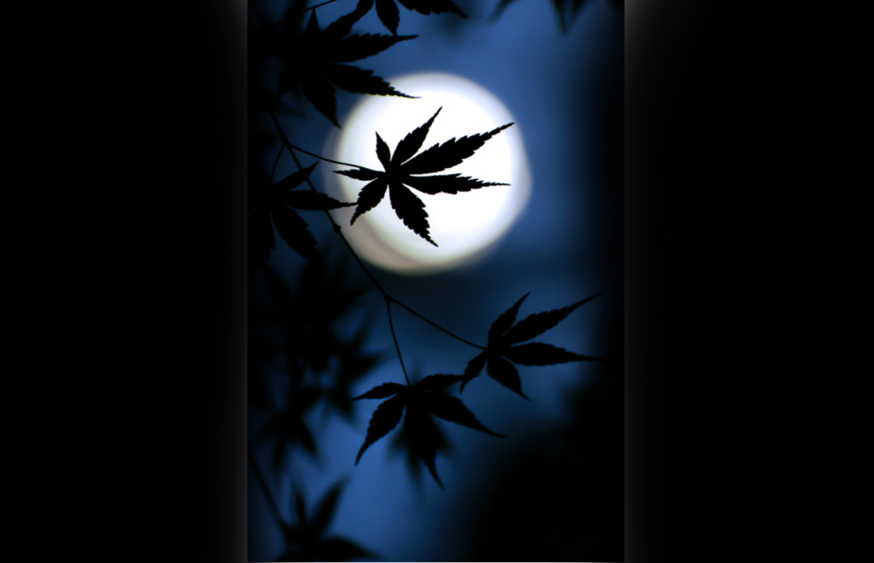 A small pot leaf against the moon is part of a crop that has been grown by the cycles of the moon, resulting in increased flavor and potency.