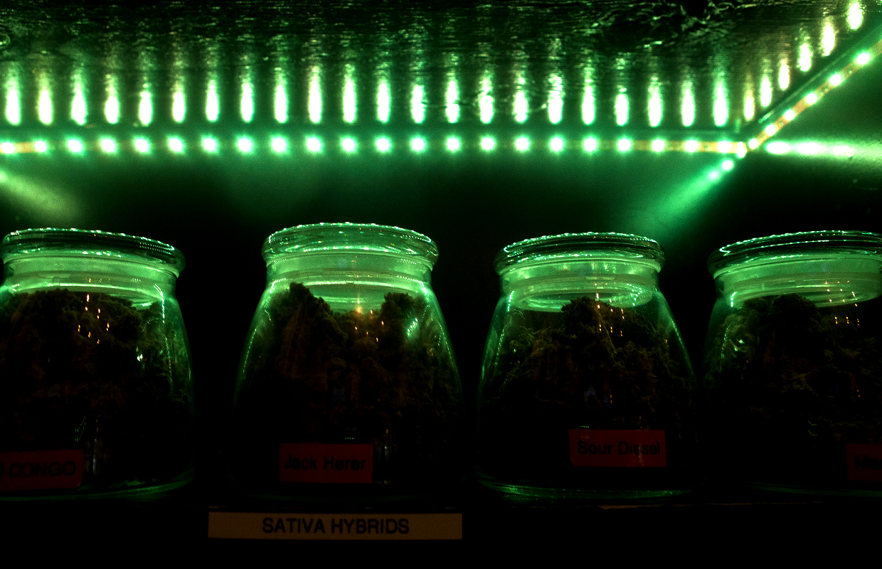 A green light shines on four jars full of marijuana at a dispensary in Washington.