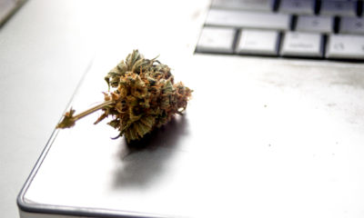 A bud of marijuana sits on a laptop in a work place where 1 in 10 Americans go to work stoned.