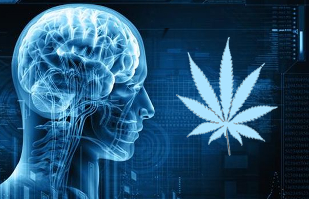 An image of the human brain next to a pot leaf represents the relief and possiblity of staving off death in those with brain trauma.