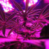 Cannabis plants shine purple under violet LED lights.