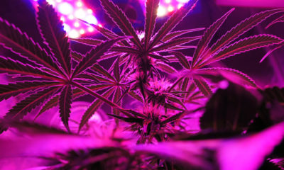 Cannabis plants shine purple under violet LED lights.