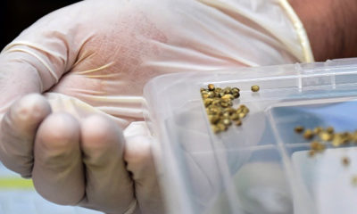A gloved hand holds cannabis seeds which will be grown for medicinal use in Chile.
