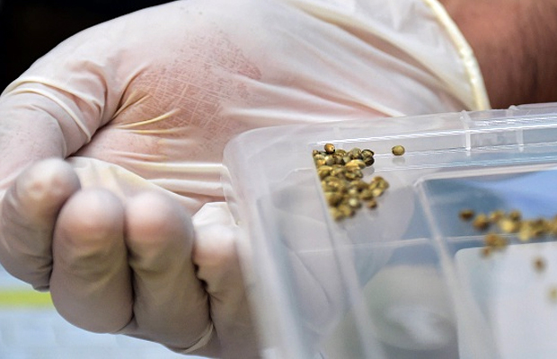 A gloved hand holds cannabis seeds which will be grown for medicinal use in Chile.