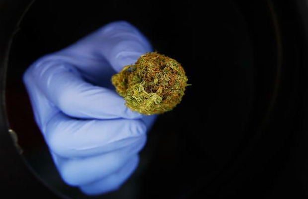 A doctor wearing a purple glove holds out a bud of marijuana, which can be used to vaccinate those suffering from Ebola.