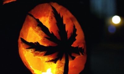 A pumpkin carved as a pot leaf glows orange on Halloween night.