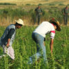 Farmers harvest in Morocco where marijuana may soon be decriminalized.