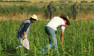 Farmers harvest in Morocco where marijuana may soon be decriminalized.