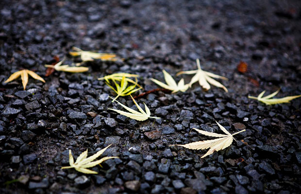 Small yellow leaves fallen onto a black walk way