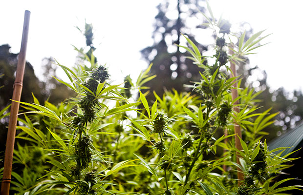 Outdoor cannabis grow waiting to be harvested