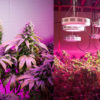 A diptic of two grow operations using violet LED lights on the MSNBC's new show, "Pot Barons."