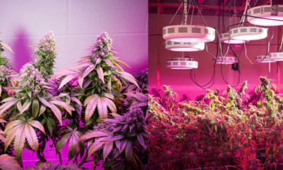 A diptic of two grow operations using violet LED lights on the MSNBC's new show, "Pot Barons."