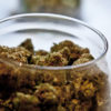 A jar full of marijuana is open at a dispensary in Nevada that has a provisionary liscense.