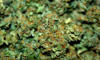 Close-Up Bud Shot from New Oregon Dispensary