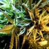 Beautiful cannabis plant in yellow grow light