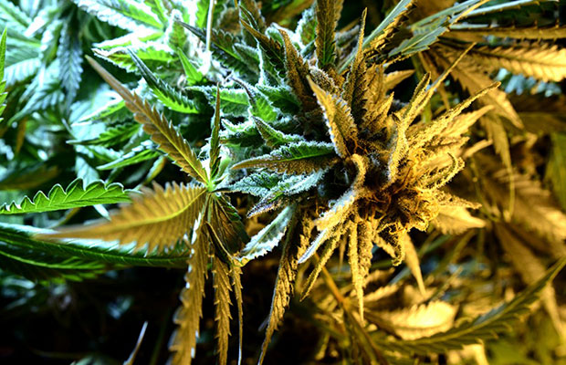 Beautiful cannabis plant in yellow grow light