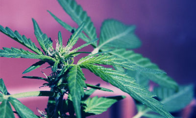 Cannabis Plant against a purple and blue background