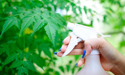 A gardener sprays her cannabis plants with a spray bottle.