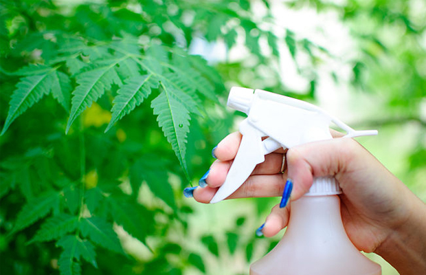 A gardener sprays her cannabis plants with a spray bottle.
