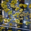 Buds next to their contestant numbers in a display case at the 2013 Emerald Cup.