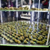 A case shows off buds ready for judging at the 2014 Emerald Cup.