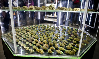 A case shows off buds ready for judging at the 2014 Emerald Cup.