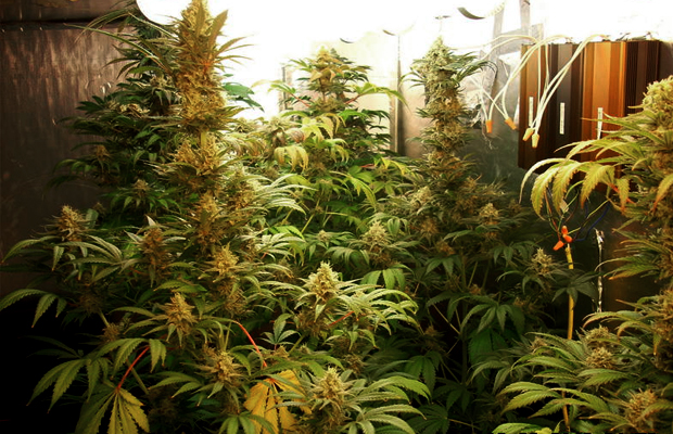 A room full of large blooming cannabis plants grown under Magnetic Induction Lamps.