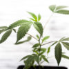 Leaves of a young cannabis plant in a bright light represent the bright future of mmj.