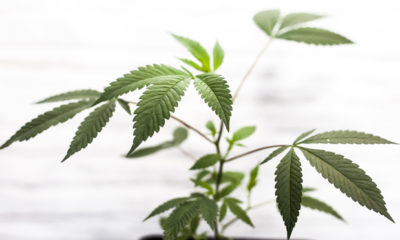 Leaves of a young cannabis plant in a bright light represent the bright future of mmj.
