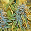 Spry Cannabis Plant of Kyle Kushman's Veganic Tangie in Warm Light.