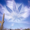 Saguaro cactus and clear blue sky with pot leaf shaped cloud as Arizona looks to legalize